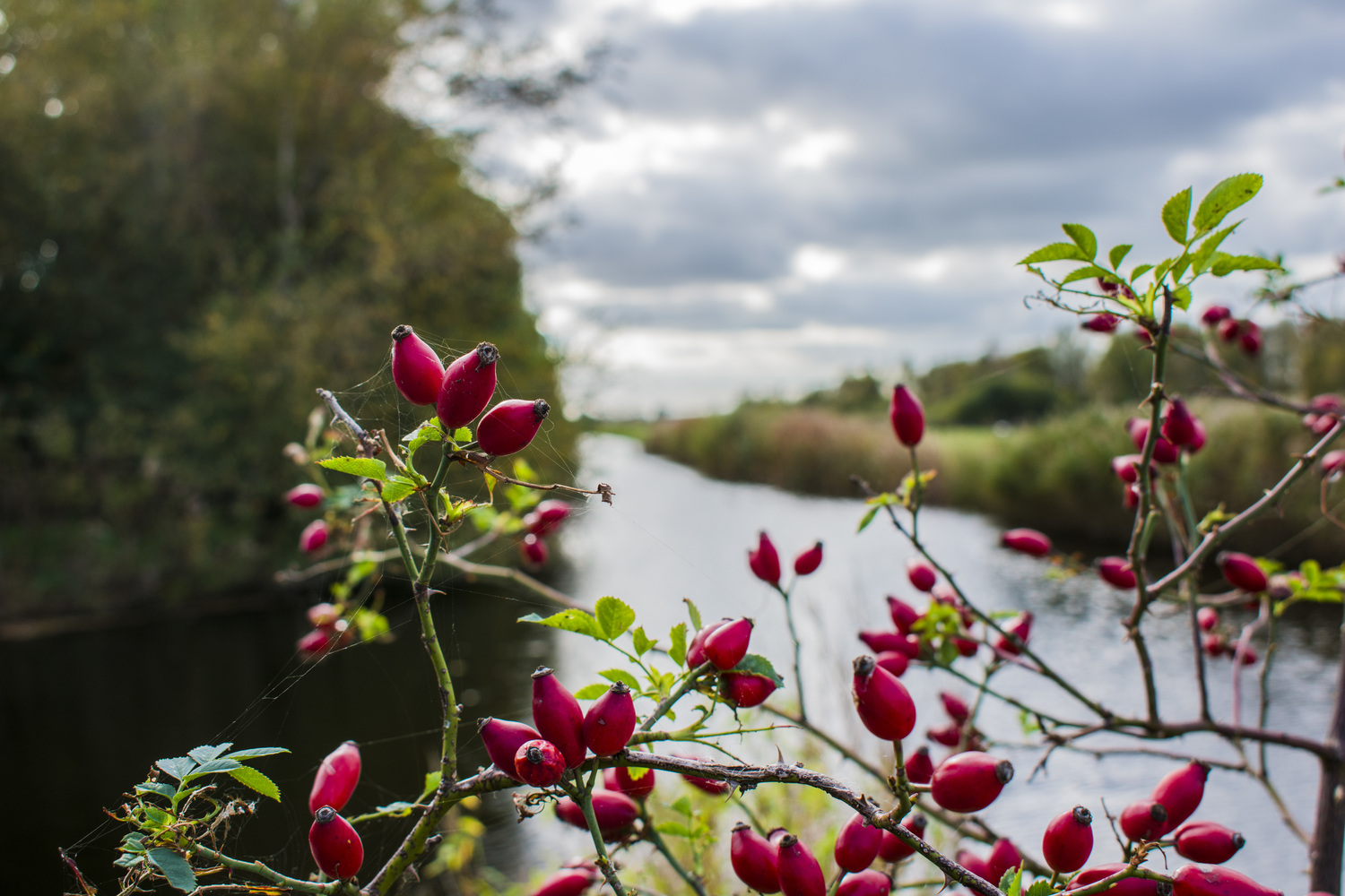 The Rose — 23